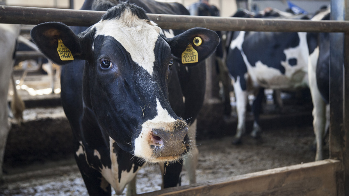 Dairy cow peering through fence