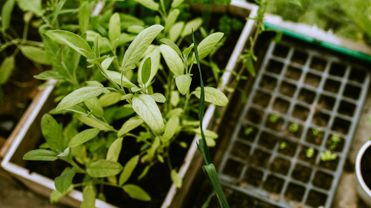 Potted plants and seedlings