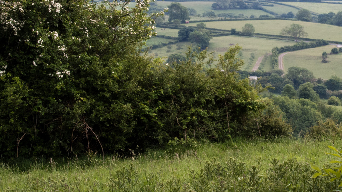 hedgerow and countryside