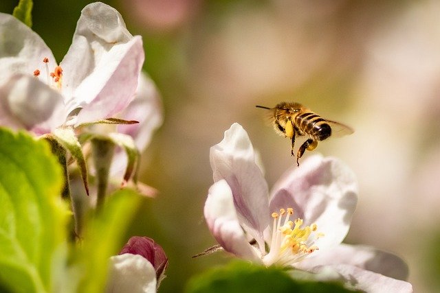 Bee on a flower