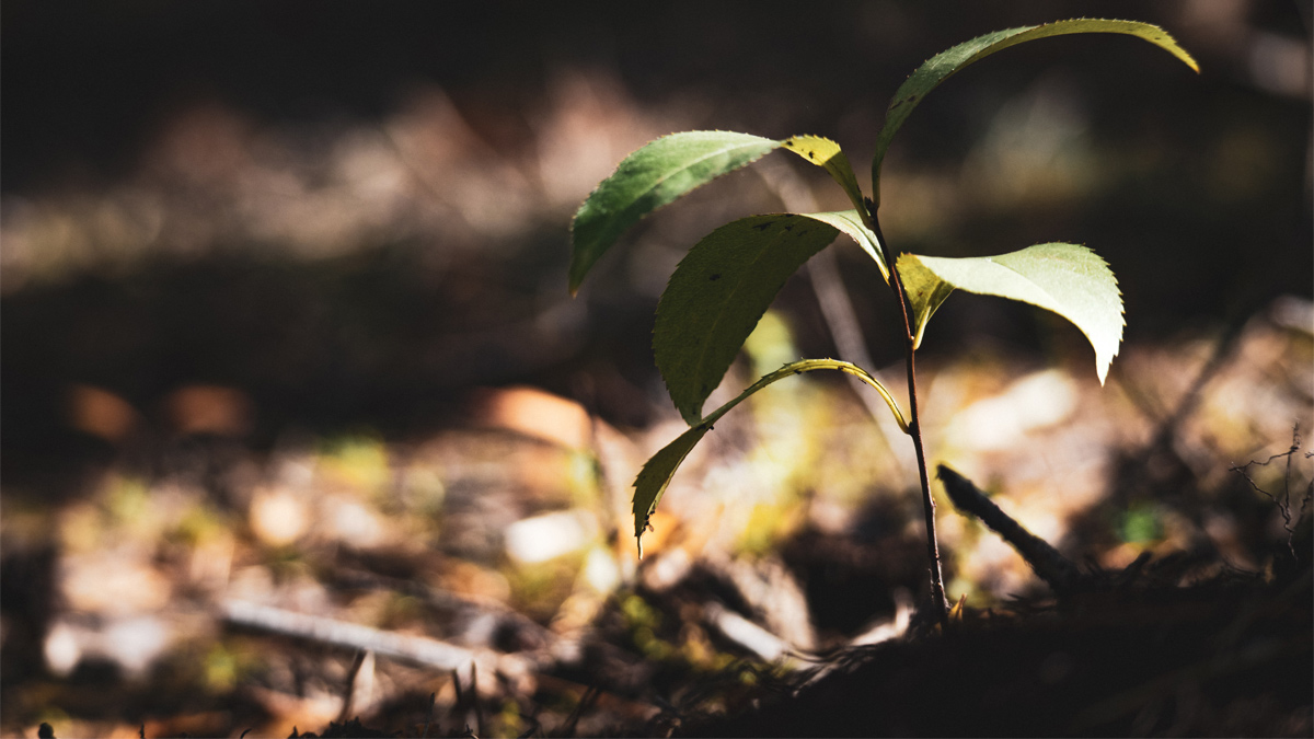 Sapling emerging  through leafy woodland floor
